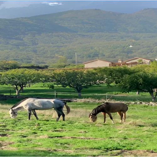 prados-caballos-av-1-2